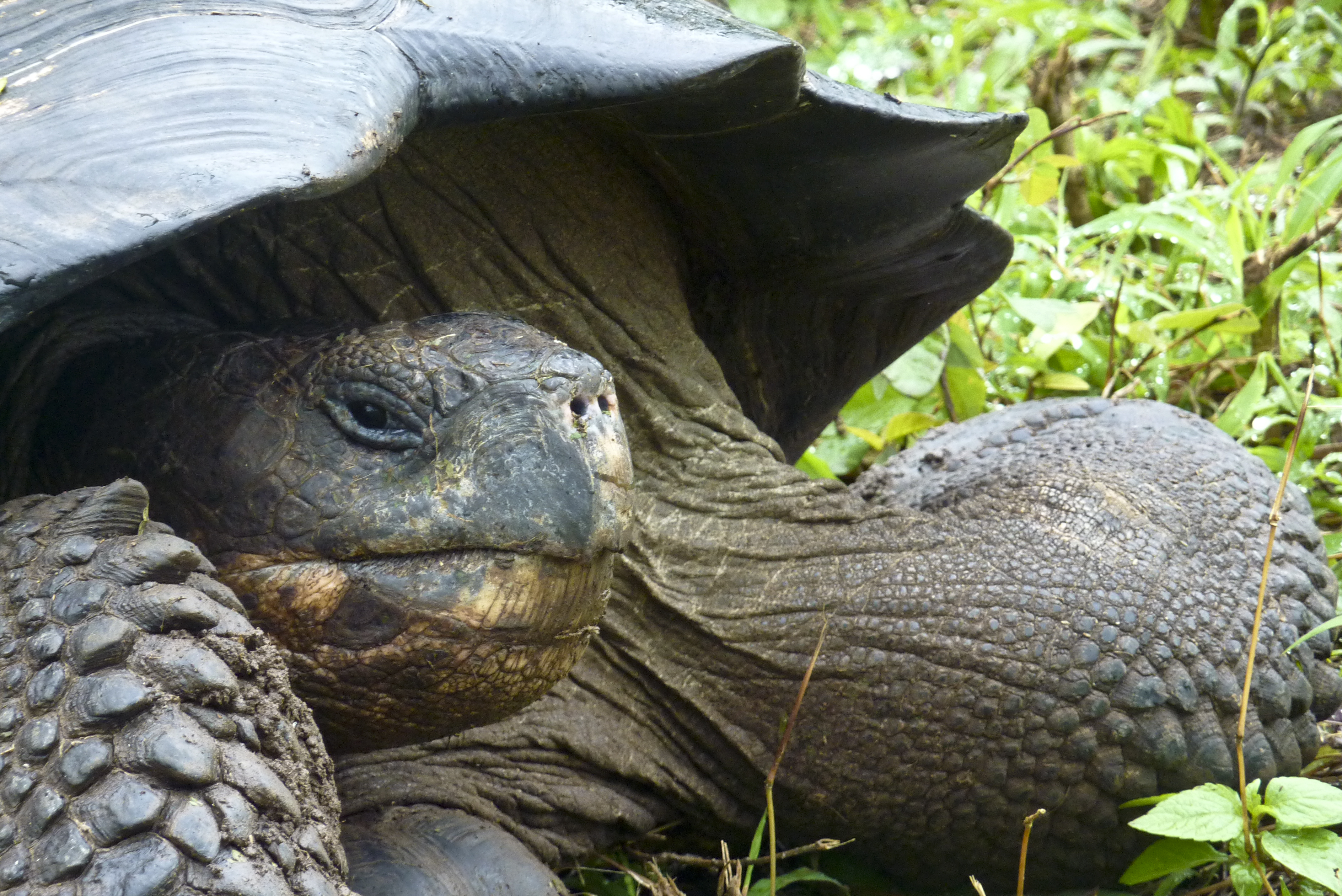 Riesenschildkröte im Hochland